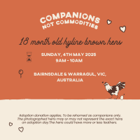 Photo of Rescue Hens