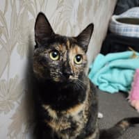 Photo of Honey