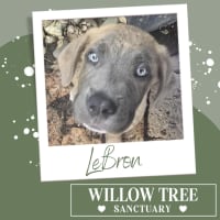 Photo of Le Bron 