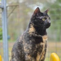Photo of Sombra