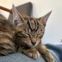 Photo of Violet