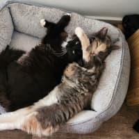 Photo of Smoky (And Cassie)