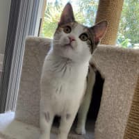 Photo of Blossom