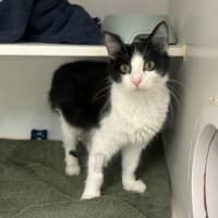 Photo of Pepper