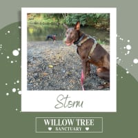 Photo of Storm