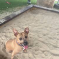 Photo of Milly   1 Year Old Staffy X