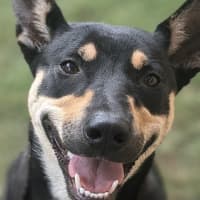 Photo of Roxi