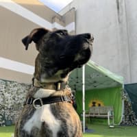 Photo of Indie