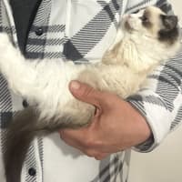 Photo of Bobo 