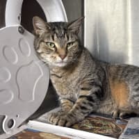 Photo of Butterball Brown