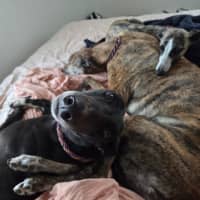 Photo of Drew, The Greyhound