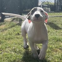Photo of Polar