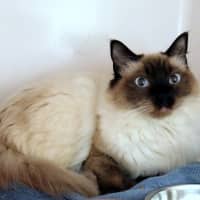 Photo of Annie Sua015683