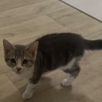 Photo of Vixen