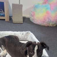 Photo of Hugo (Bessie's Puppy)