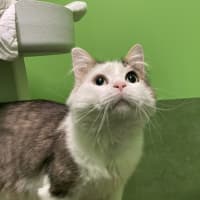 Photo of Chester