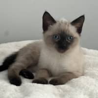 Photo of Nelson 🩵