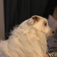 Photo of Russell Russelton