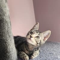 Photo of Emerald  On Display At Vets On Parker, Templestowe