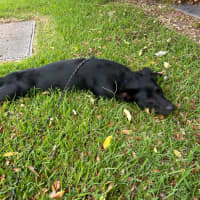 Photo of Jolly