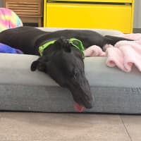 Photo of Clooney The Greyhound