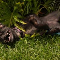 Photo of Beatrice Lozano