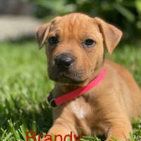 Photo of Brandy