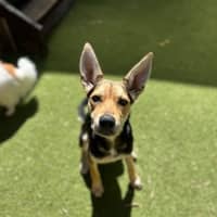 Photo of Bindi   6 Month Old Kelpie X