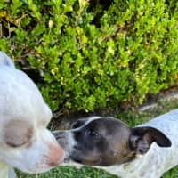 Photo of Latte And Oreo