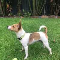 Photo of Coco   4 Year Old Tenterfield Terrier (Trial)