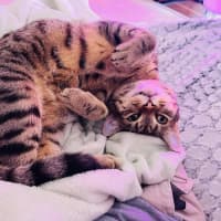 Photo of Ferris & Felix