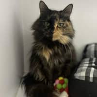 Photo of Mystique