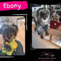 Photo of Ebony