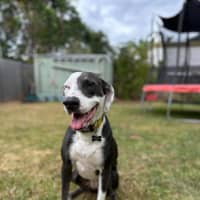 Photo of Luna