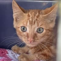 Photo of Phoenix