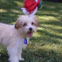 Photo of Barney   6 Month Old Yorkshire X Poodle