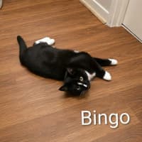 Photo of Bluey & Bingo 