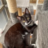 Photo of Geraldine   4 Month Old Domestic Short Hair