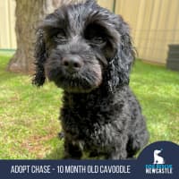 Photo of Chase   10 Month Old Cavoodle