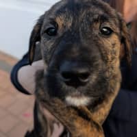 Photo of Mable