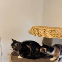 Photo of Gizmo Meet Me@Petstock Hastings Store