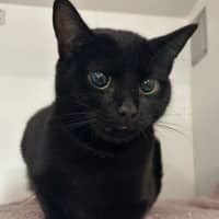 Photo of Bat 