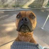 Photo of Daisy