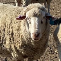 Photo of Family Flock