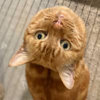 Photo of Cheeto