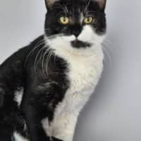 Photo of Simon