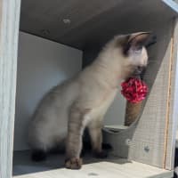 Photo of Cookie