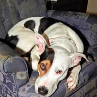 Photo of Lola (Was Honey)