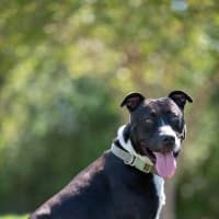 Photo of Tyson