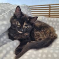 Photo of Princess Peach